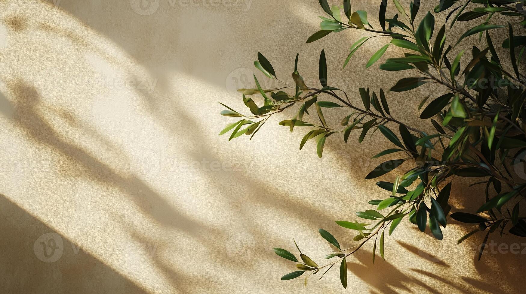 Blank wall building with shadow sunlight light from window and plant copy space background photo