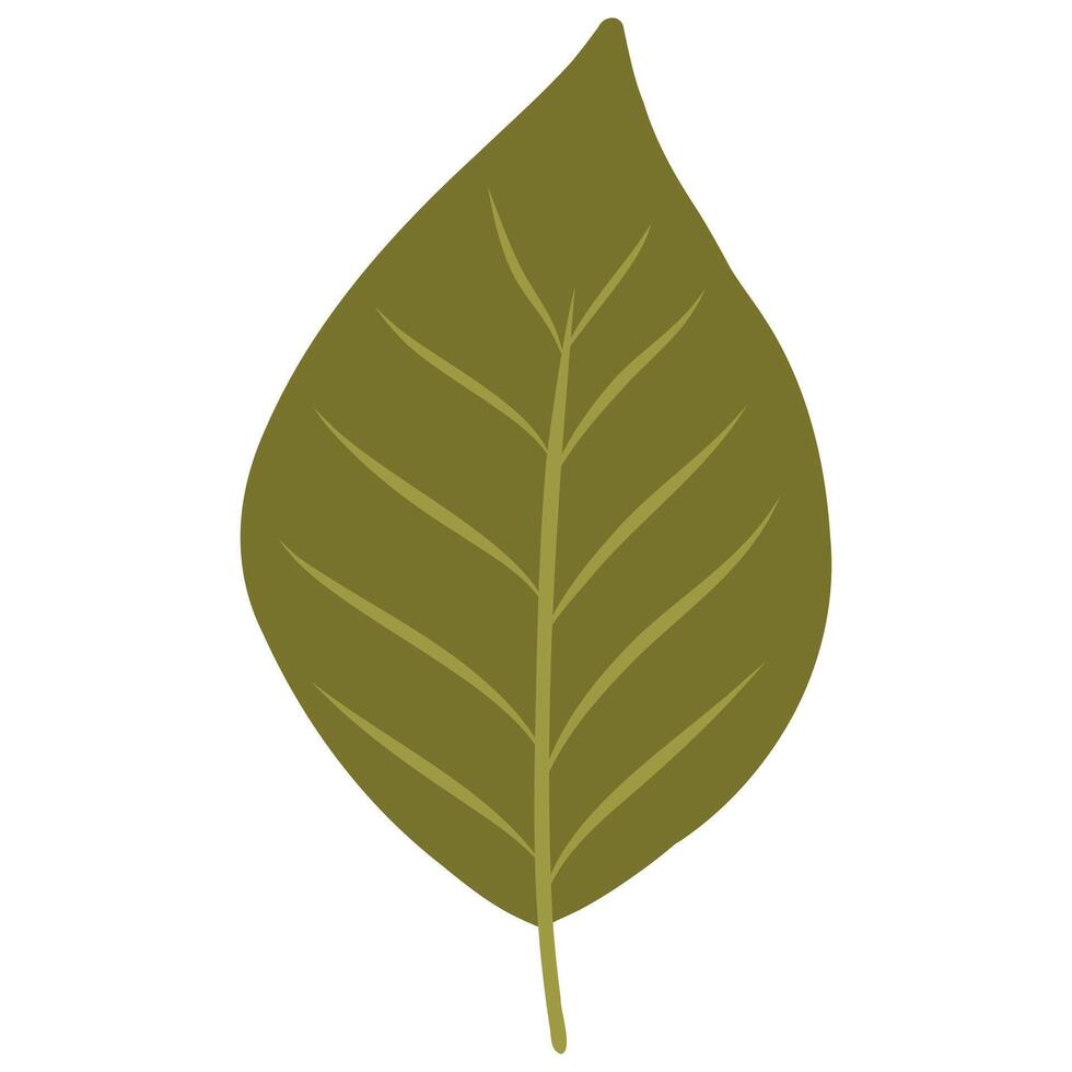 Hand drawn green leaf on white background illustration vector