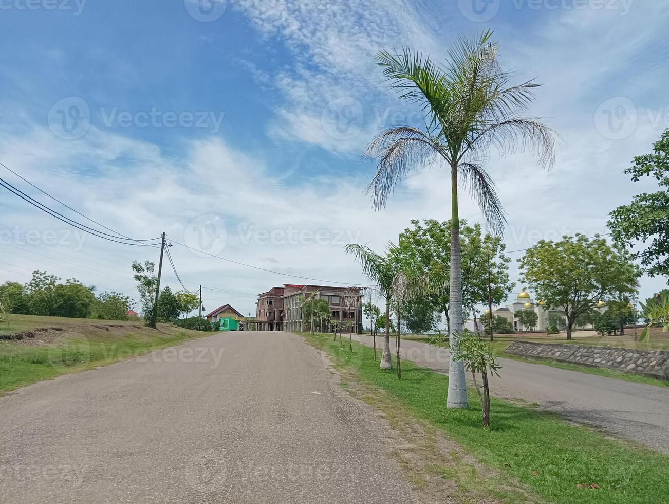 Palm Tree Lined Roadway with Building in the Distance photo