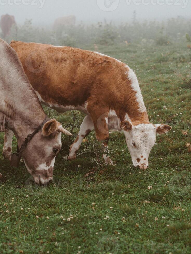 Close-up of cow and calf in green meadow on foggy summer morning eating grass photo