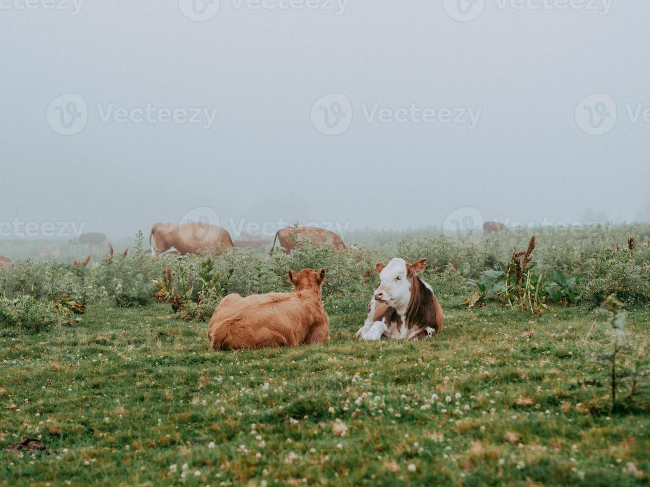 Two calves in green meadow on foggy summer morning and cows eating grass in an open meadow photo