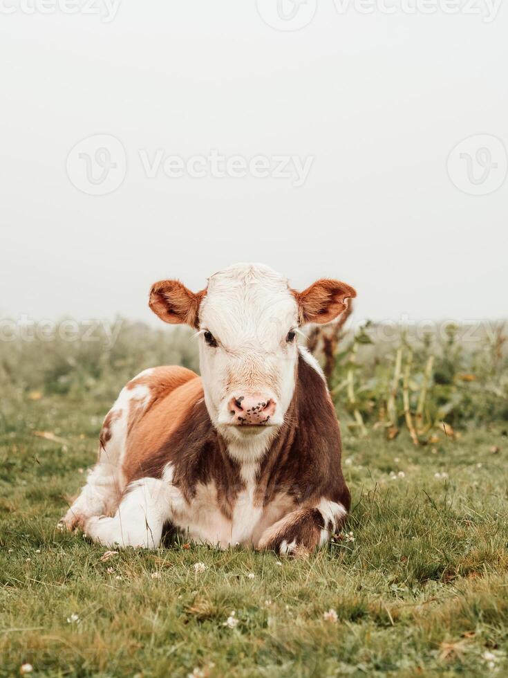 White and brown calf lies in a green meadow photo