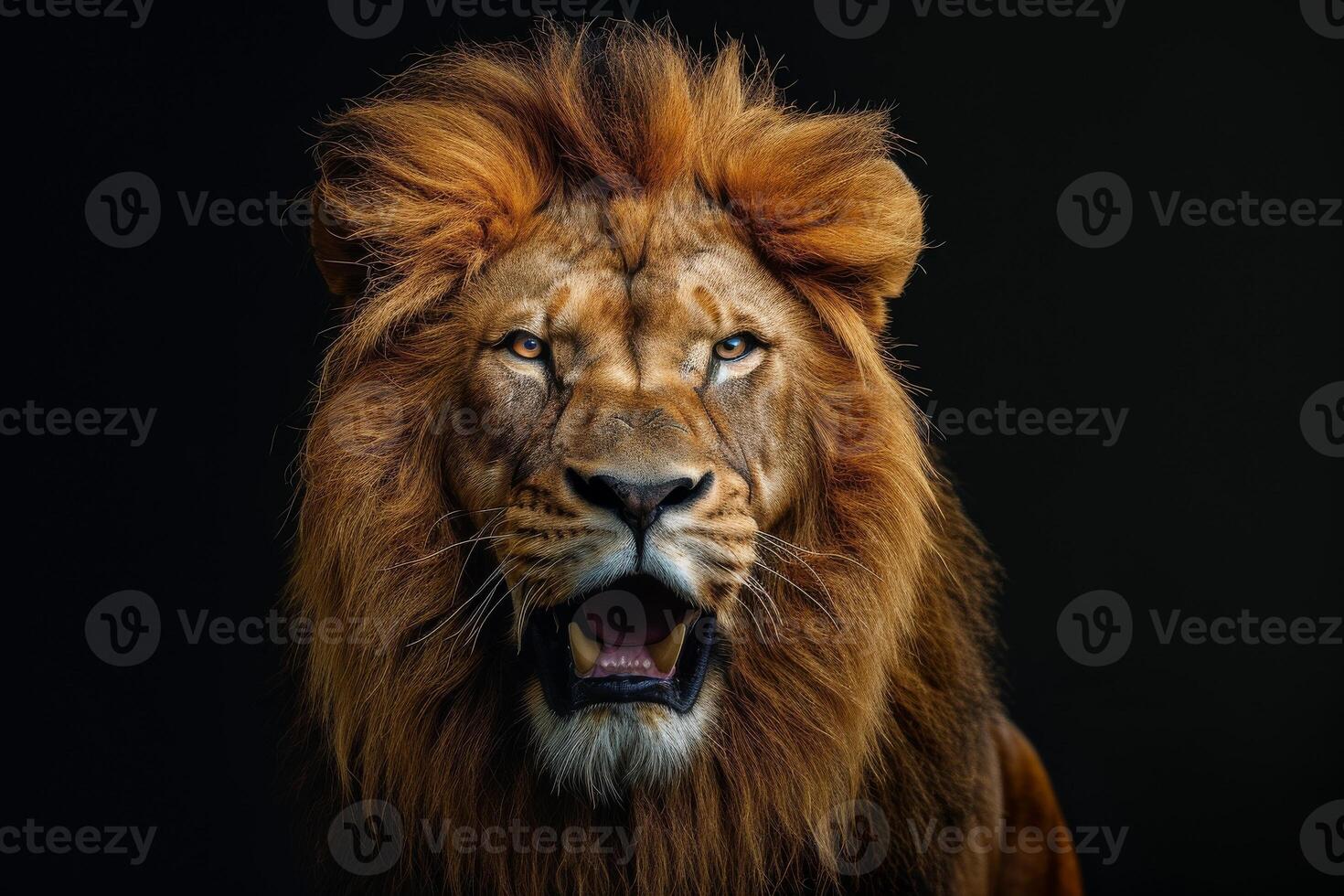 Lion roaring on black background photo