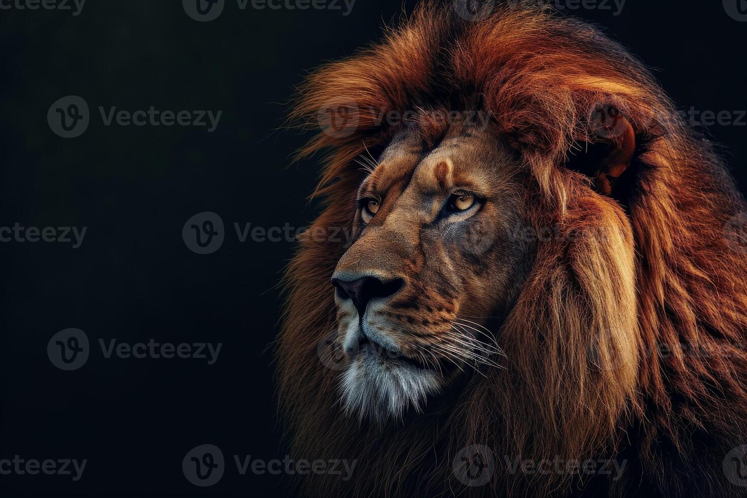 A lion with long hair on a dark background photo