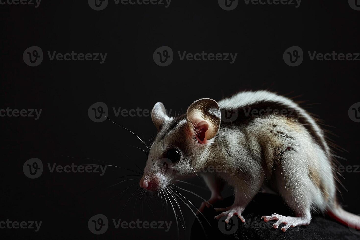 A white and black mouse is standing on a black surface photo