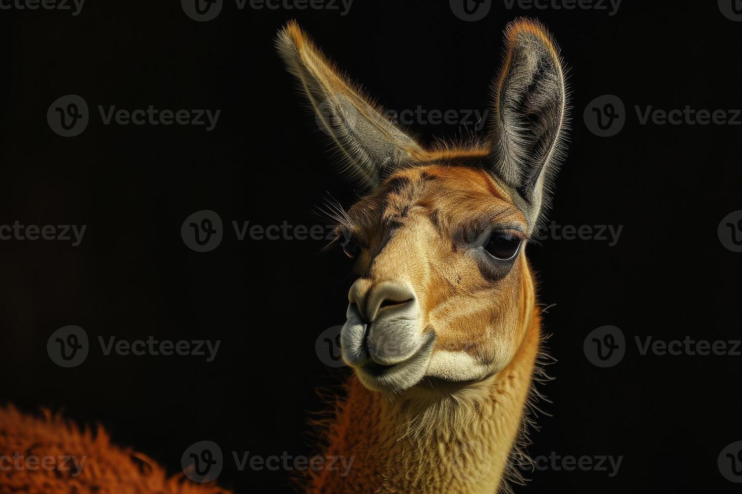 A close up of a llama with its head turned to the side photo