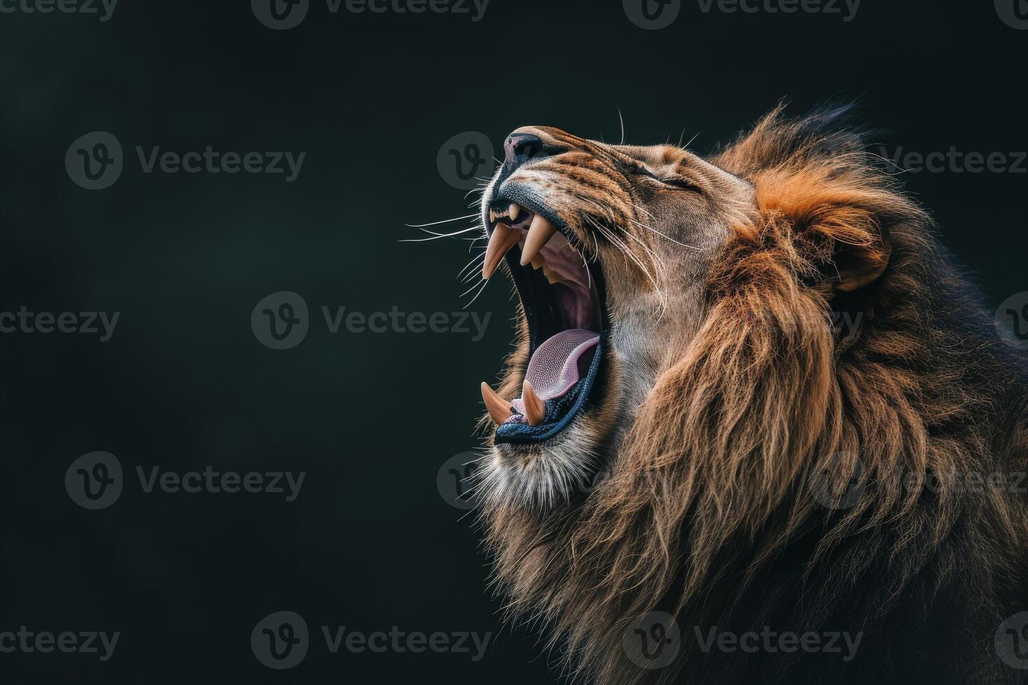 Lion roaring on dark background photo