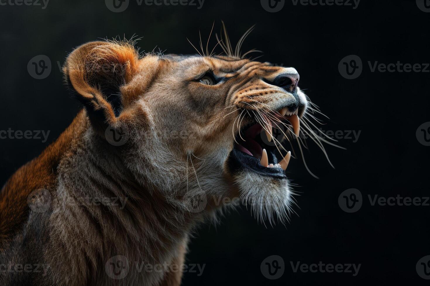 Lion roar, lion roar, lion roar, lion roar, lion roar, lion roar, photo