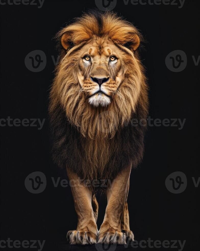 Lion standing on black background photo