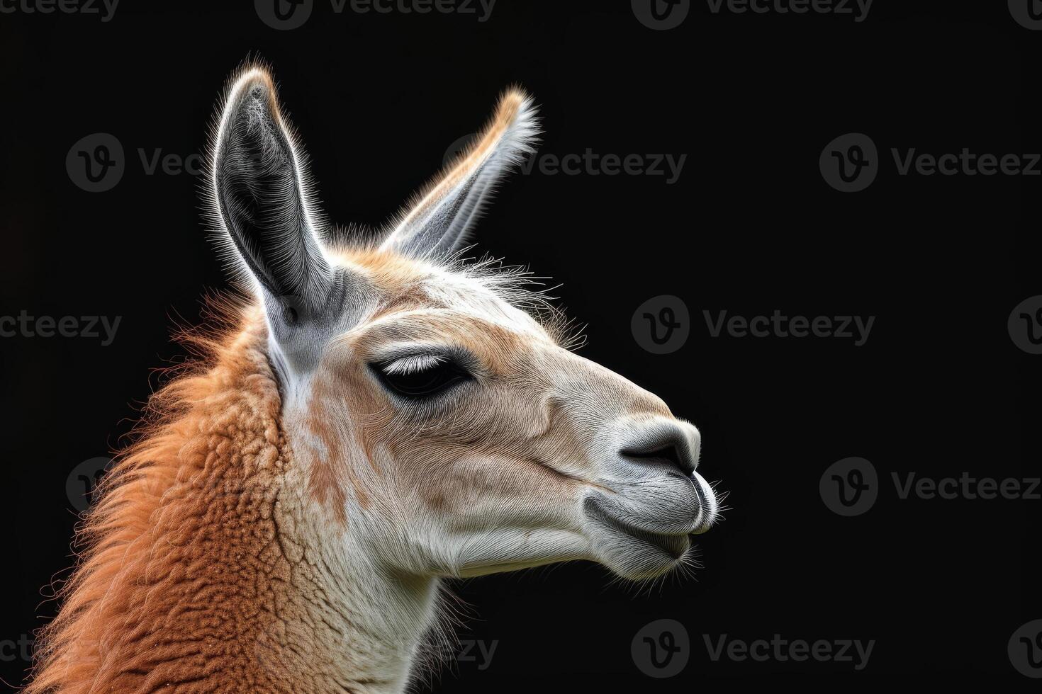 A llama is looking to the side photo