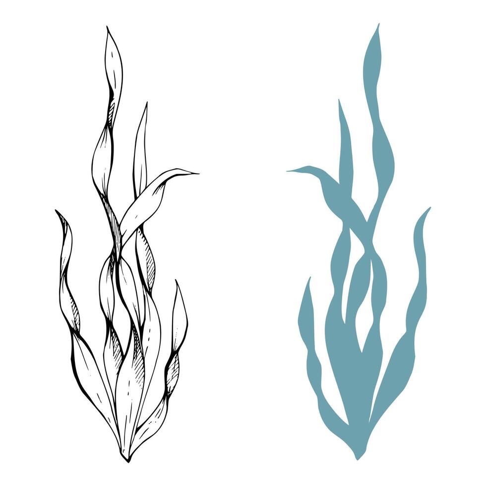 Botanical plant leaves bush drawing, Marine life, sea ocean underwater algae seaweed, Ink and pen sketch hand drawn. Single object illustration isolated on white. Zoo shop, aquarium, cosmetics, resort vector