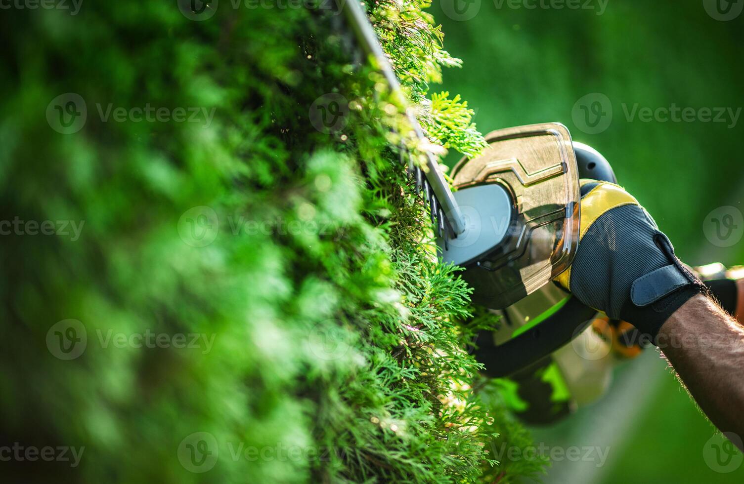 Man Trimming Lush Green Hedge With Electric Trimmer in a Well-Maintained Garden During Sunny Day photo