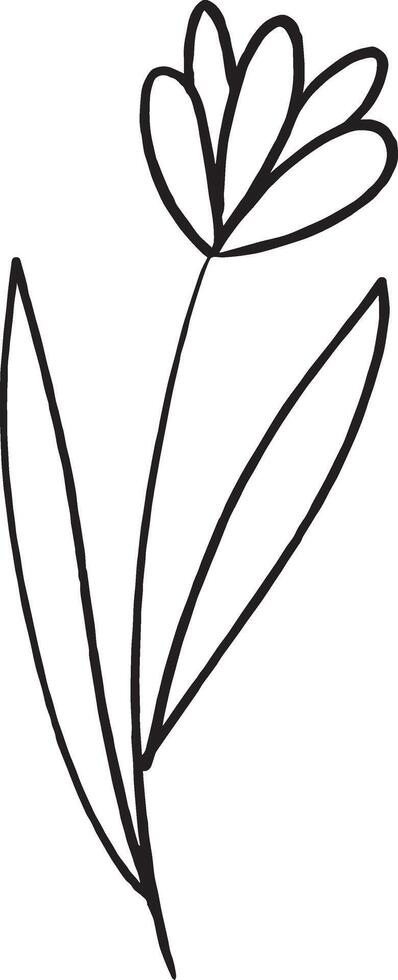 Botanical leaf doodle wild flower line art. Flower branch hand drawn. vector