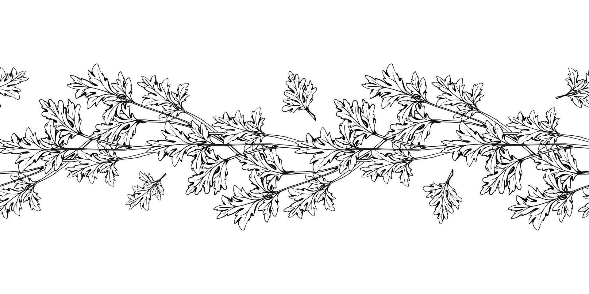 Coriander parsley herb green leaves. Diet, healthy lifestyle, vegan cooking. Hand drawn ink. Illustration seamless border isolated on white background. Design recipe book, website, card, menu vector