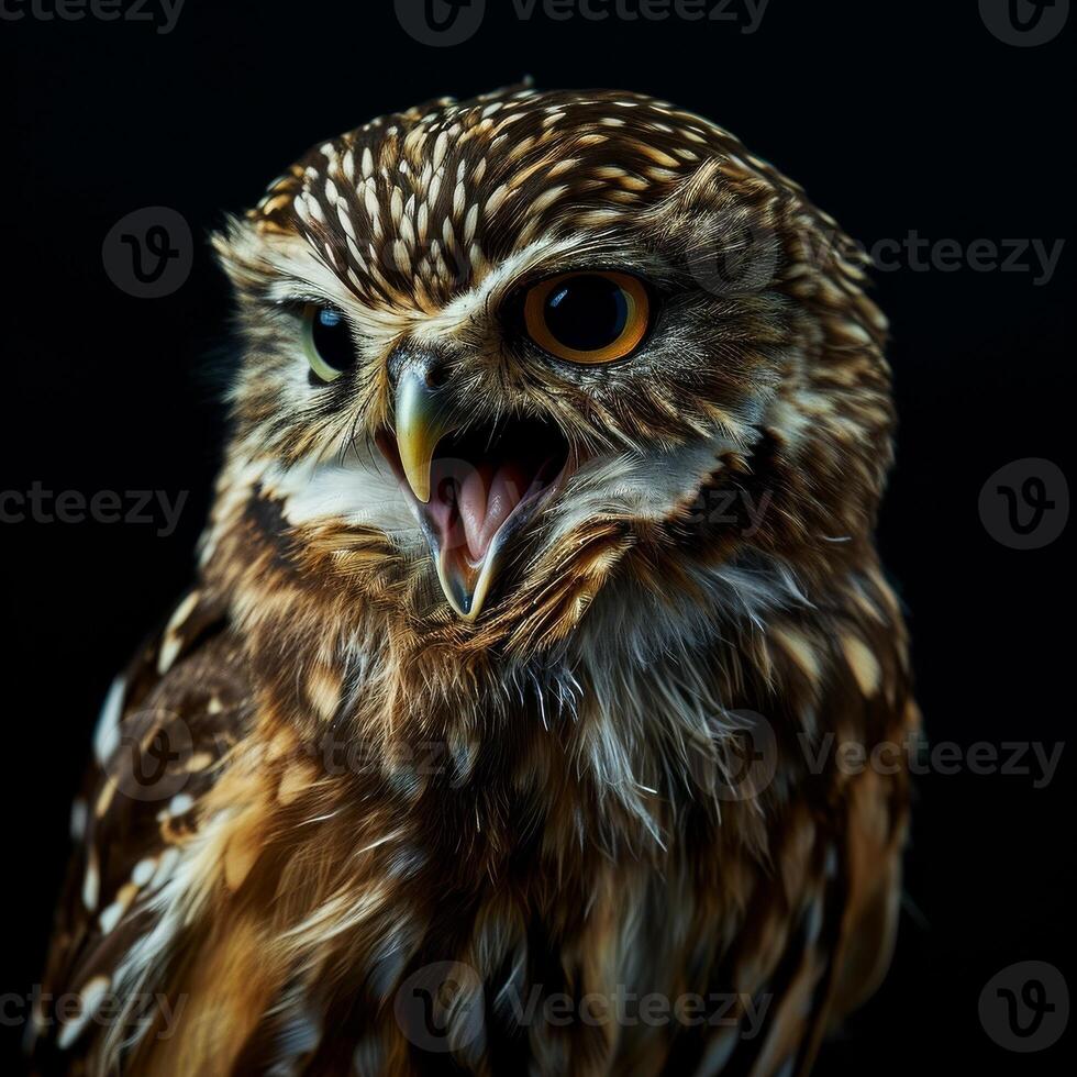 Little Owl Isolated With Black Background photo