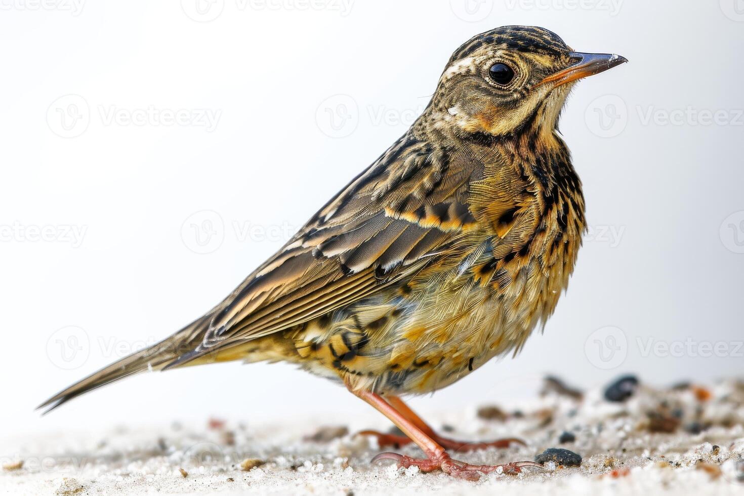 Mystic portrait of Richards Pipit standing in studio photo