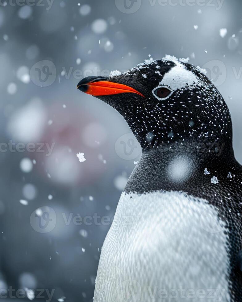 Mystic portrait of Penguin Gentoo in studio photo