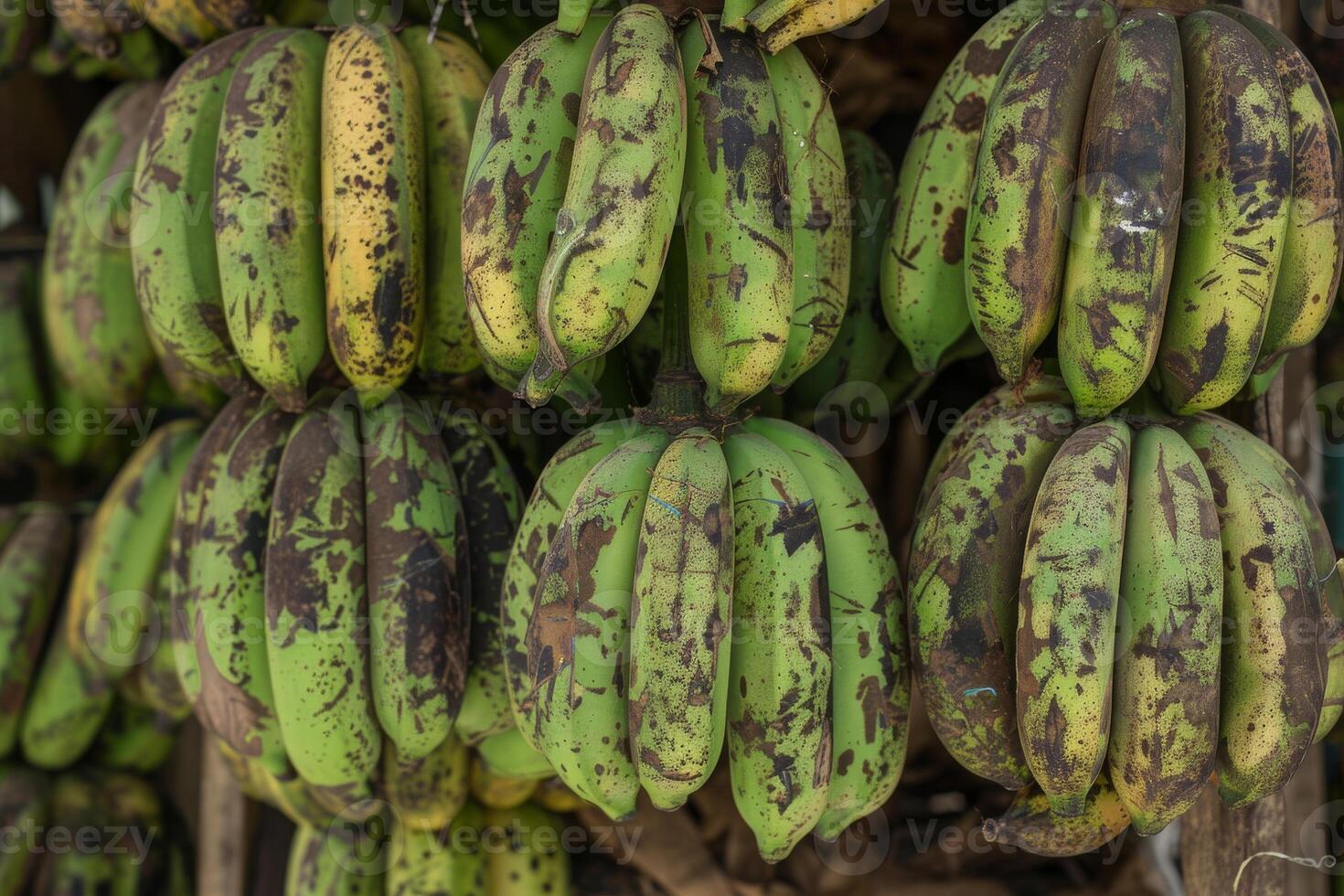 A bunch of green bananas hanging from a tree photo