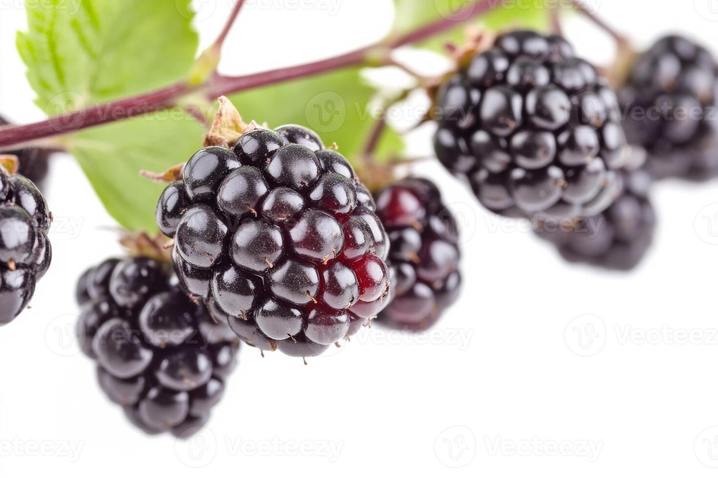Blackberries on a branch with leaves photo