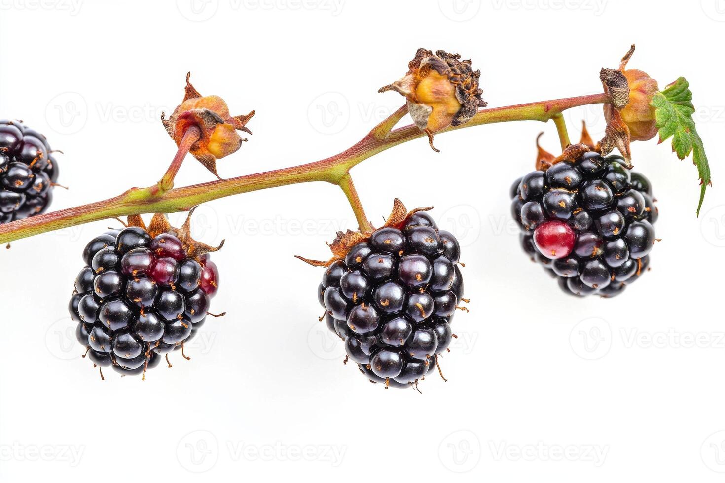 Blackberries on a branch with leaves and berries photo