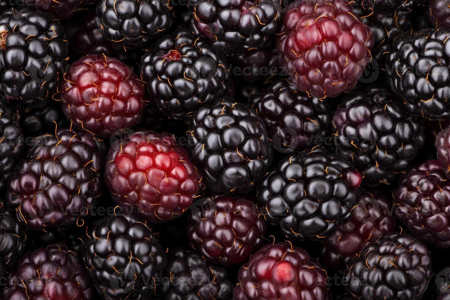 Blackberries are a great source of antioxidants photo