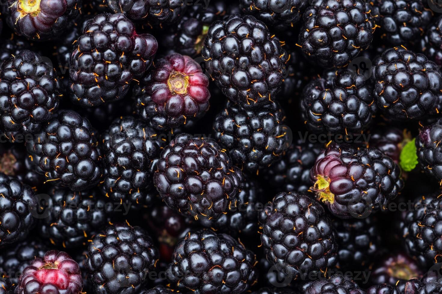 Blackberries are a great source of antioxidants photo