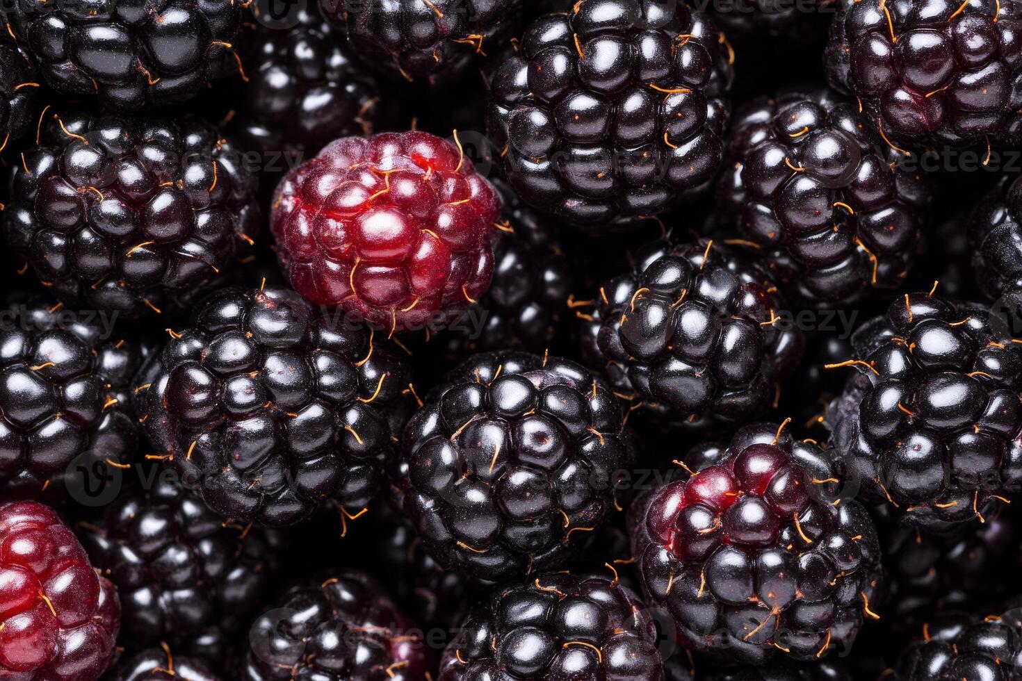 Blackberries are a great source of antioxidants photo