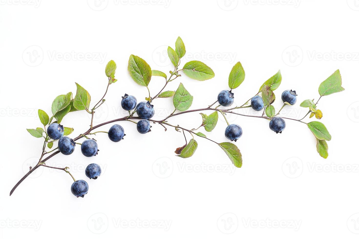 Blueberry on white background photo