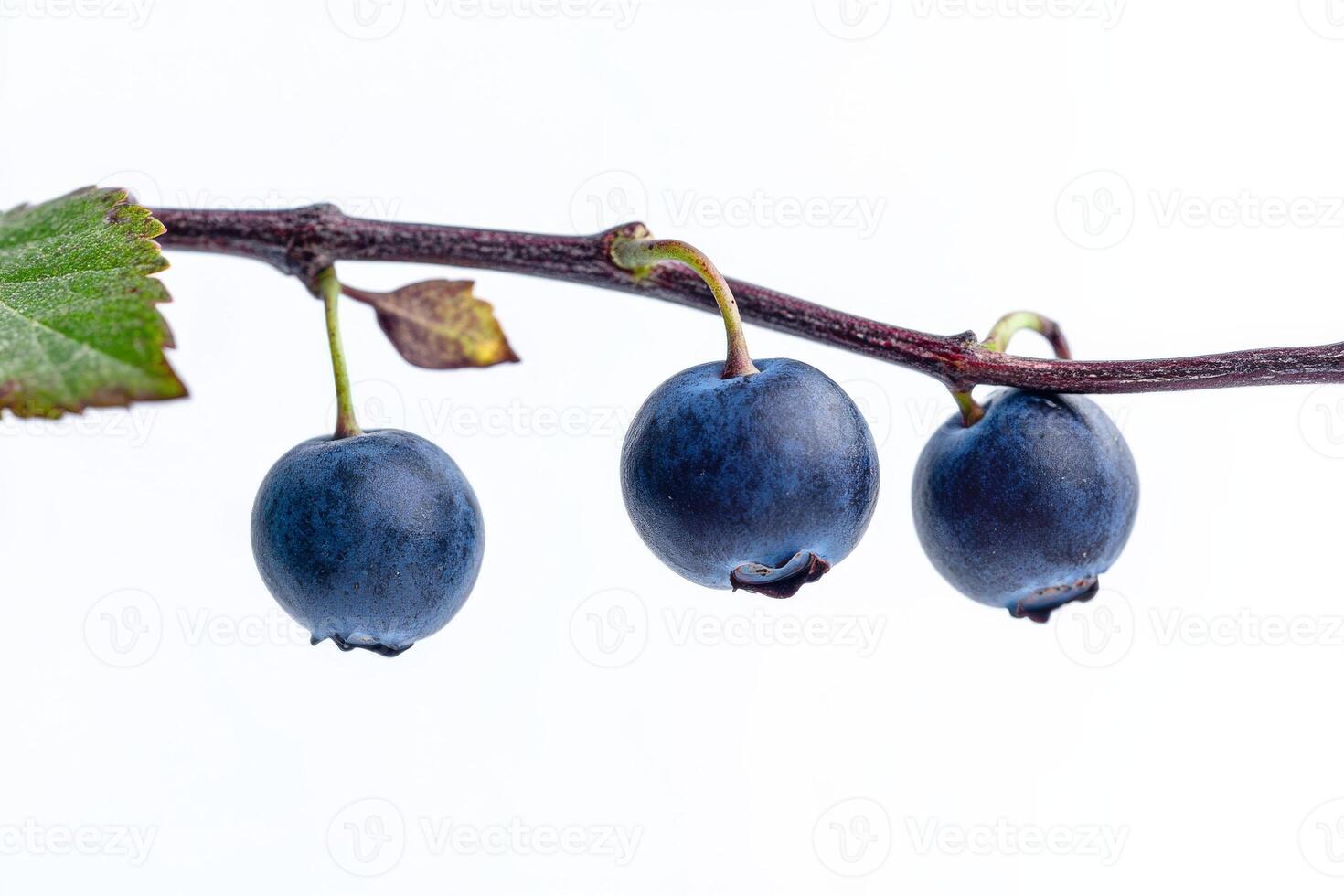 Three blue berries are hanging on a branch photo