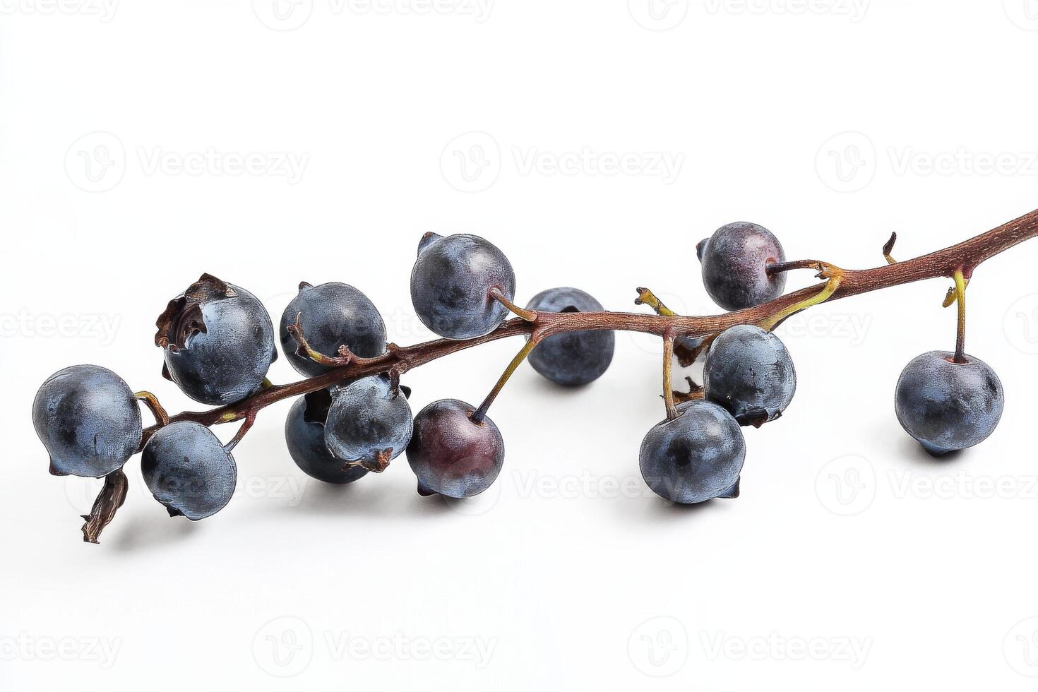 A bunch of blue berries on a branch photo