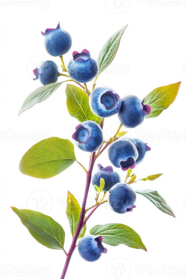 A branch of blueberries on a white background photo