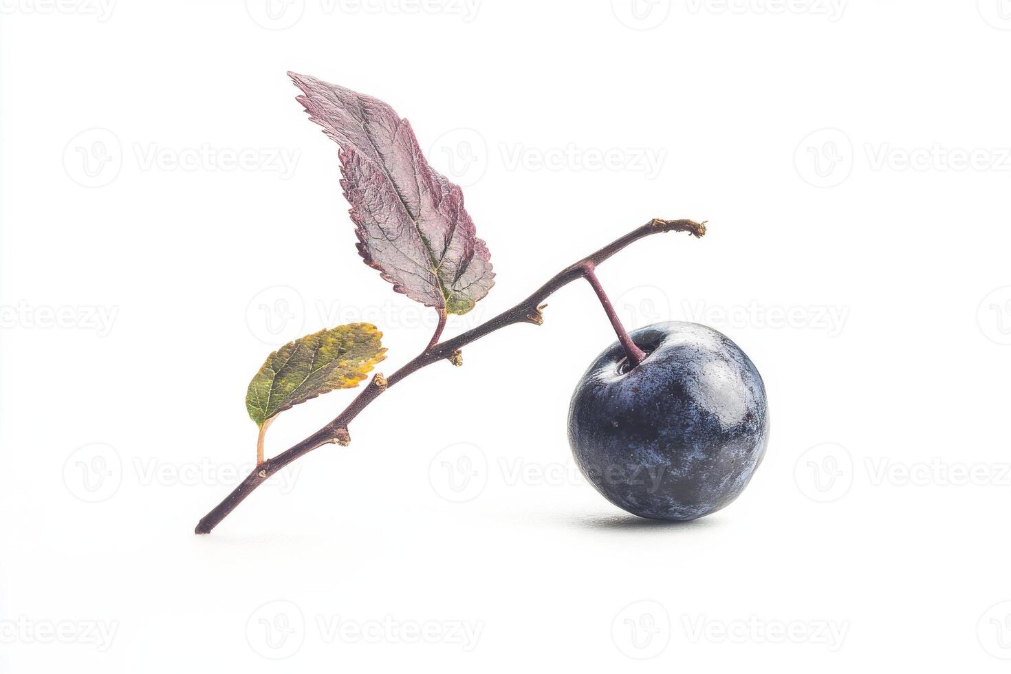 A single blueberry on a branch with a leaf photo