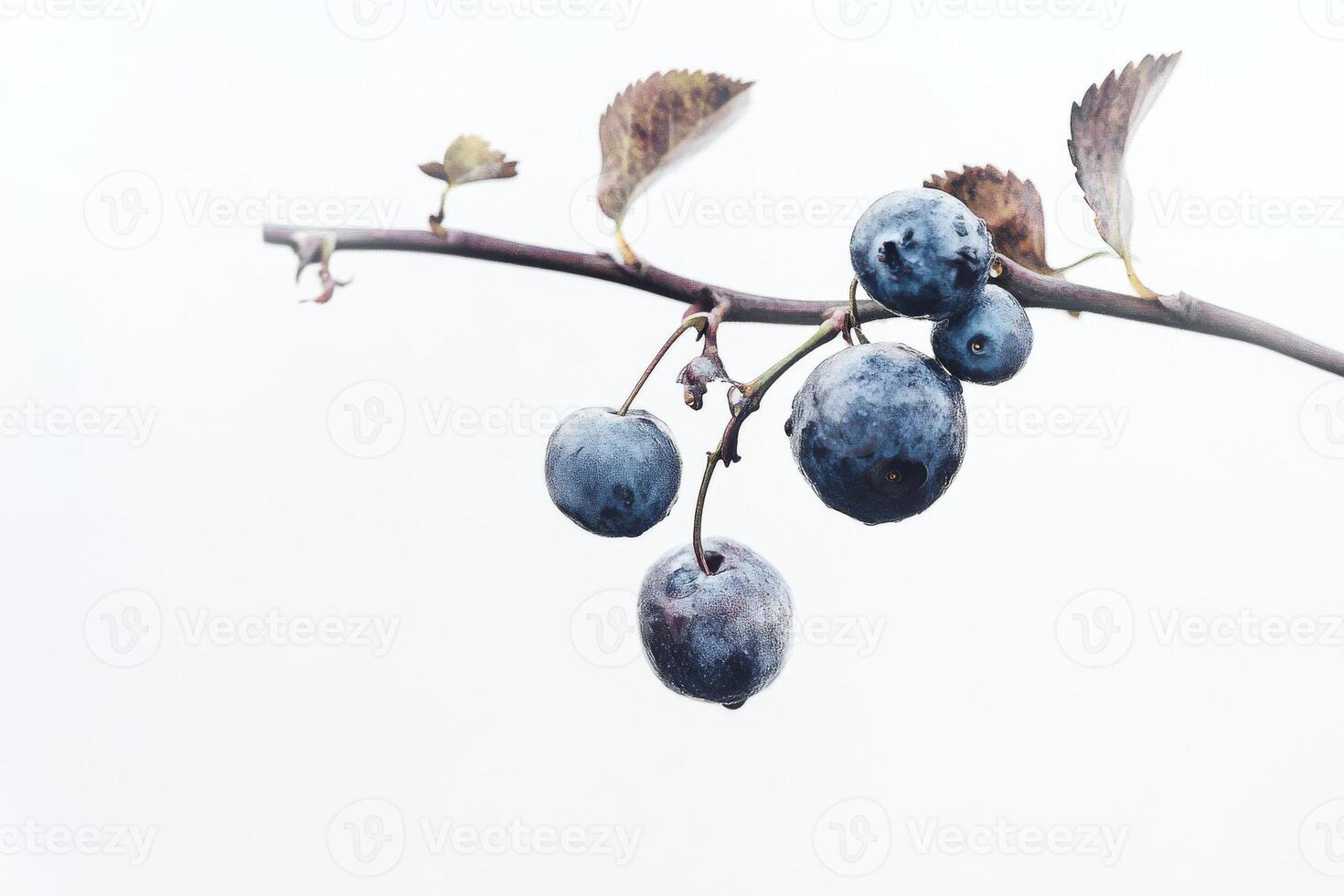 A branch of blueberries on a white background photo