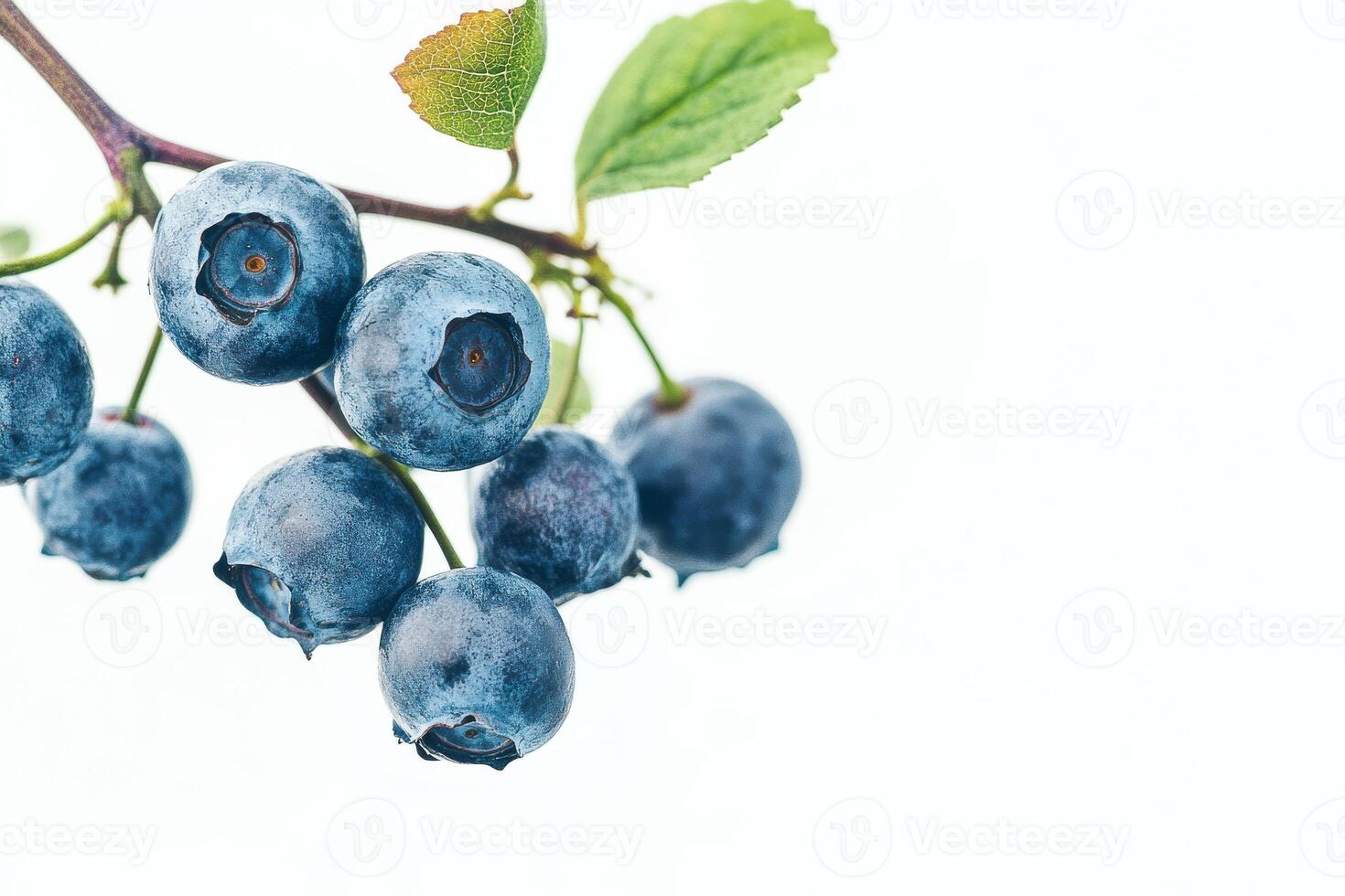 Blueberries on a branch with leaves photo