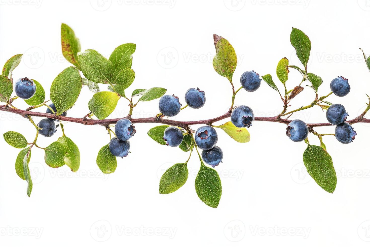 Blueberries on a branch photo