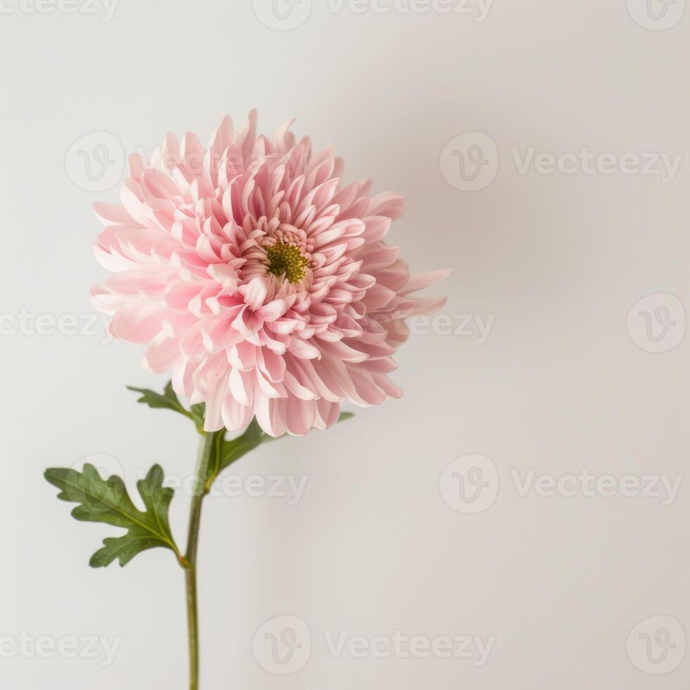 A single pink flower is shown in front of a white background photo