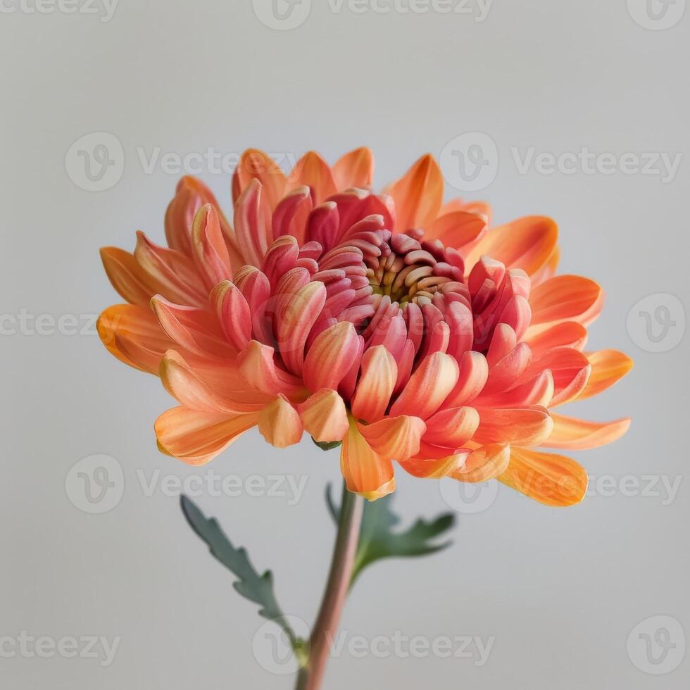 A single orange and pink flower is shown photo