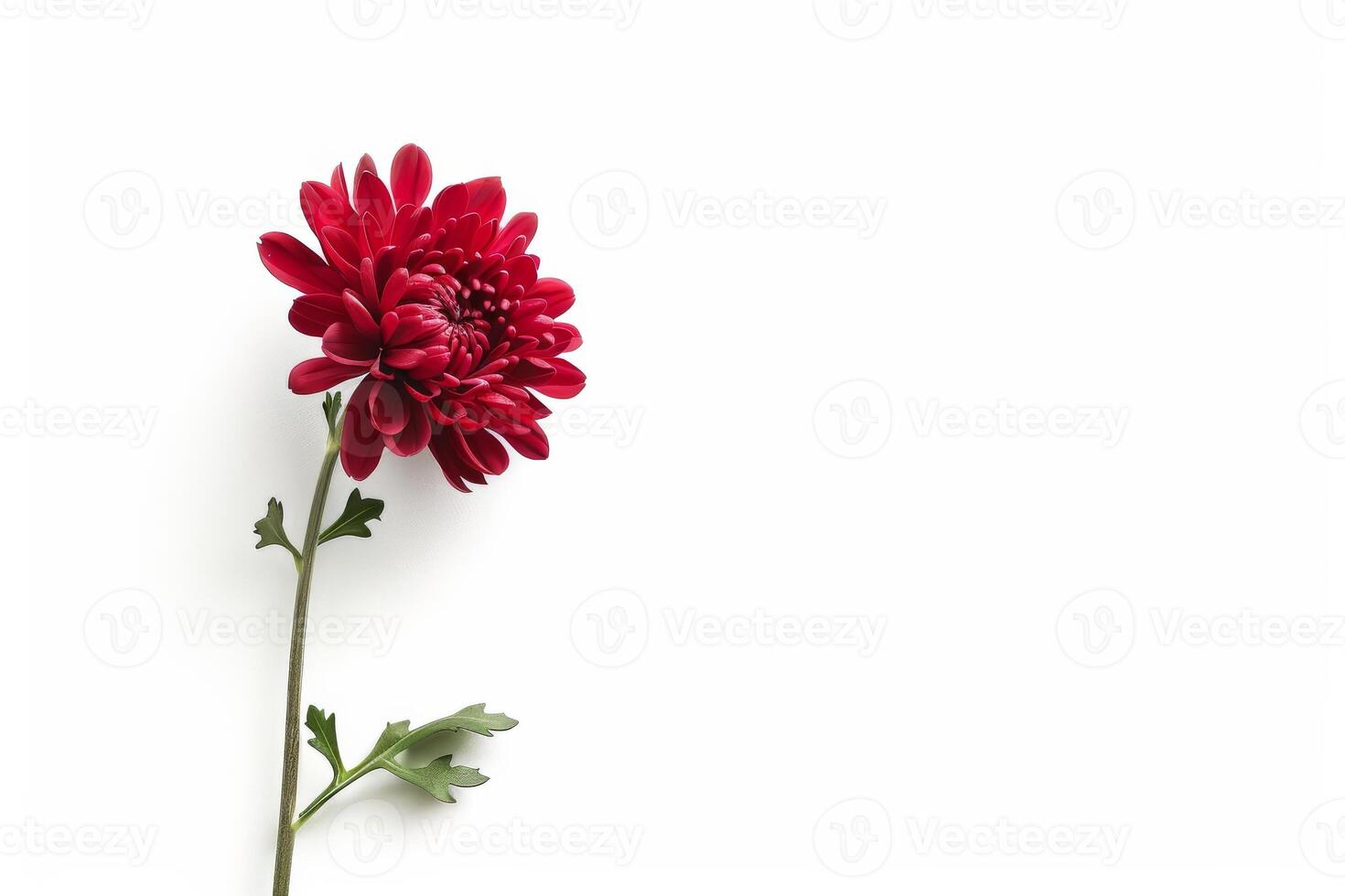 A single red flower on a white background photo