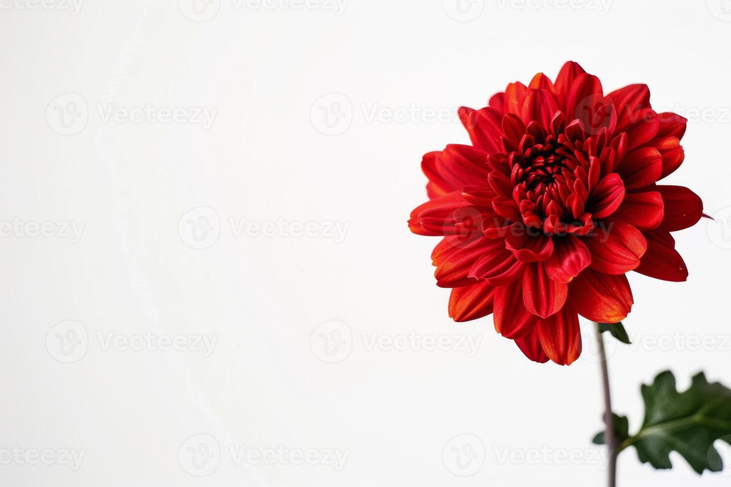 A red flower is shown in front of a white background photo