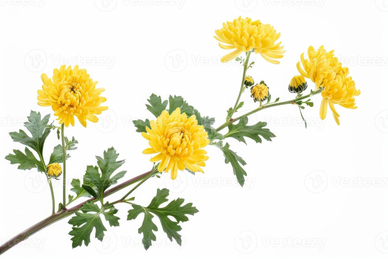 Yellow chrysanthemum flowers on white background photo