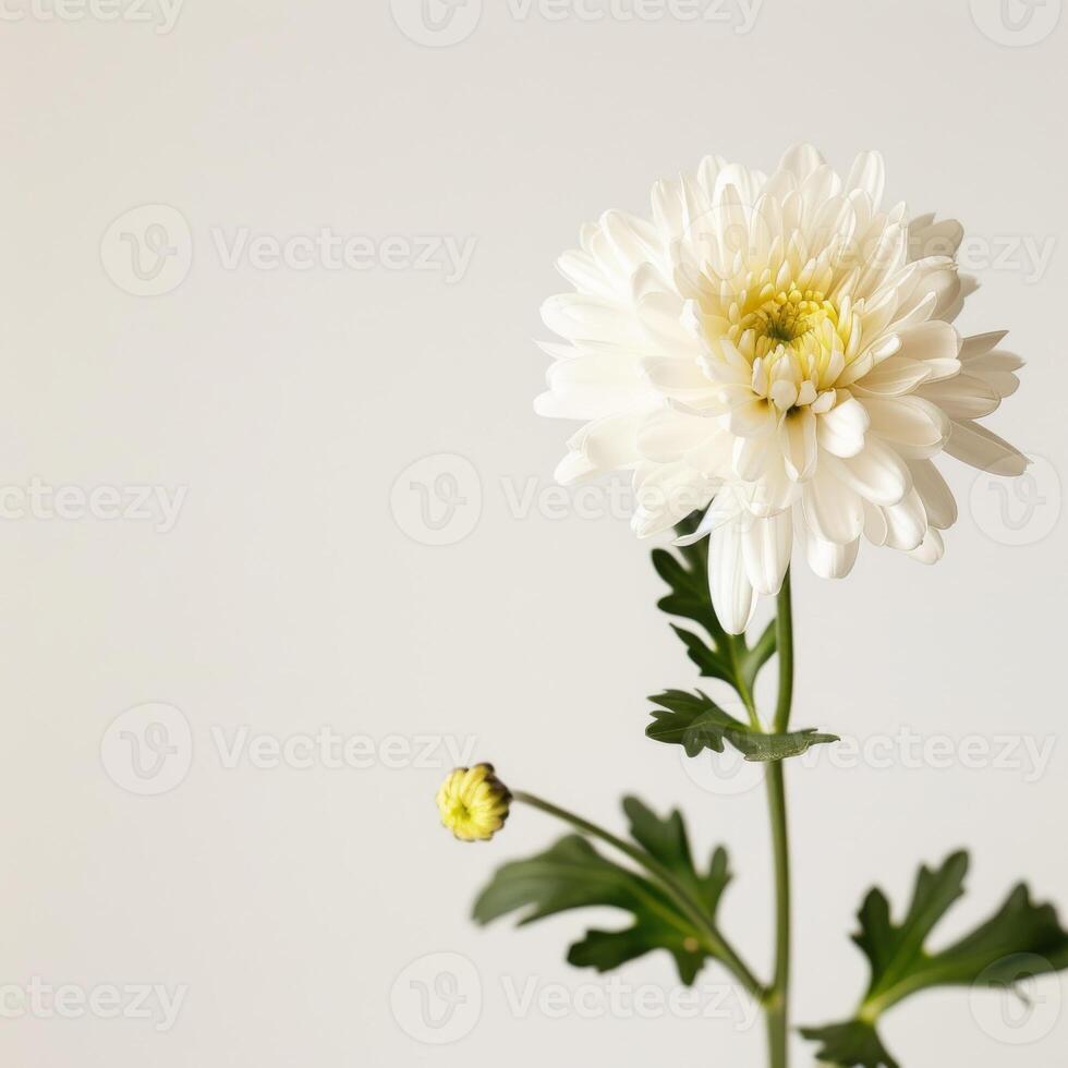 White chrysanthemum flower on white background photo