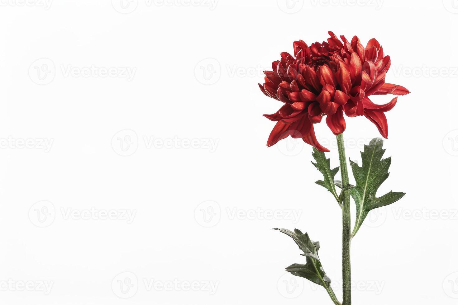 A single red flower is in front of a white background photo