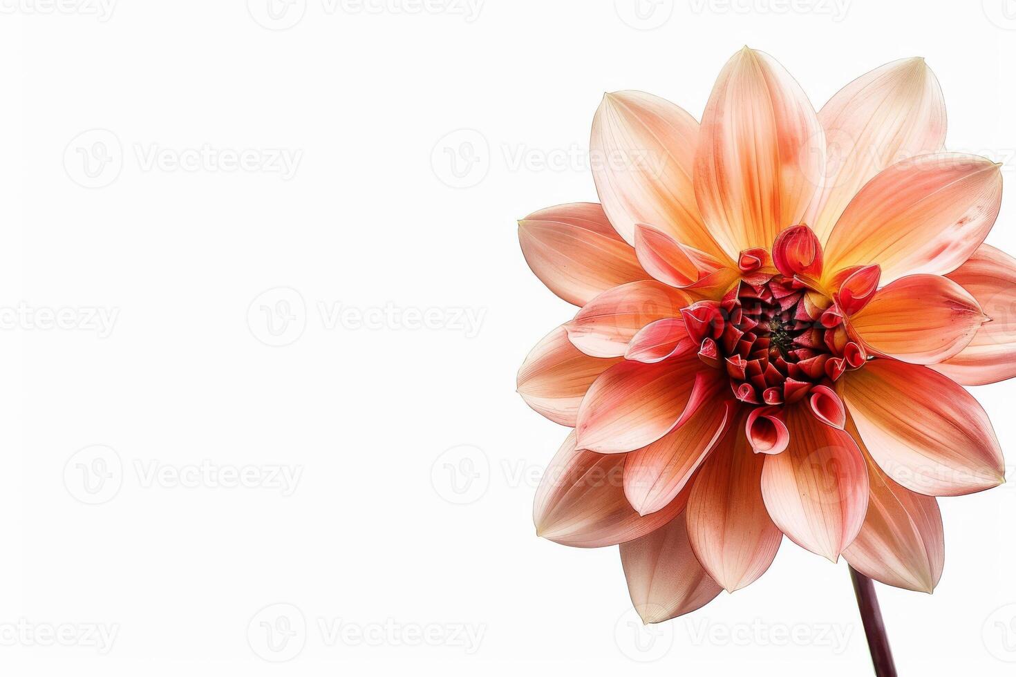 A single pink flower is shown on a white background photo