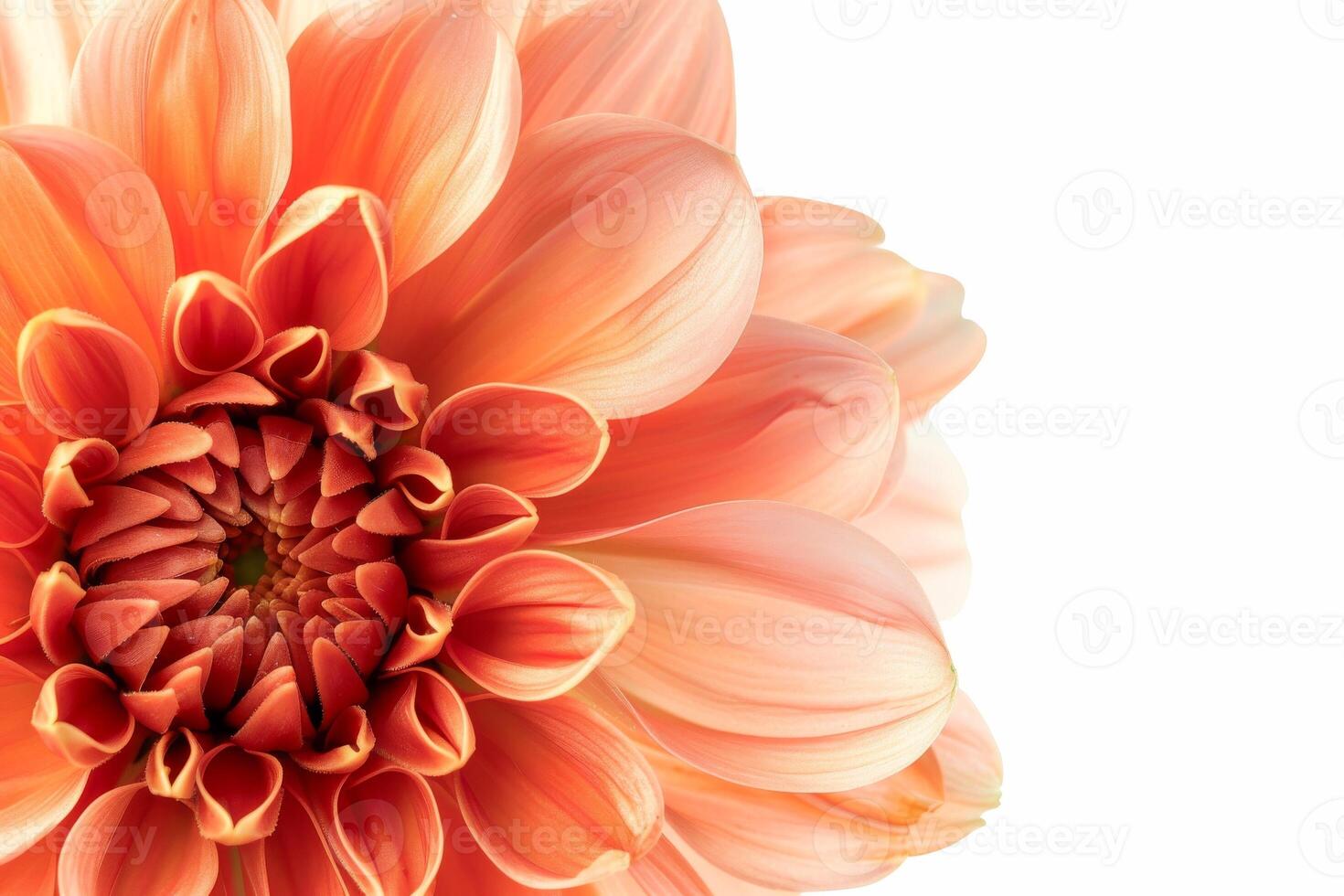 An orange flower is shown in this image photo