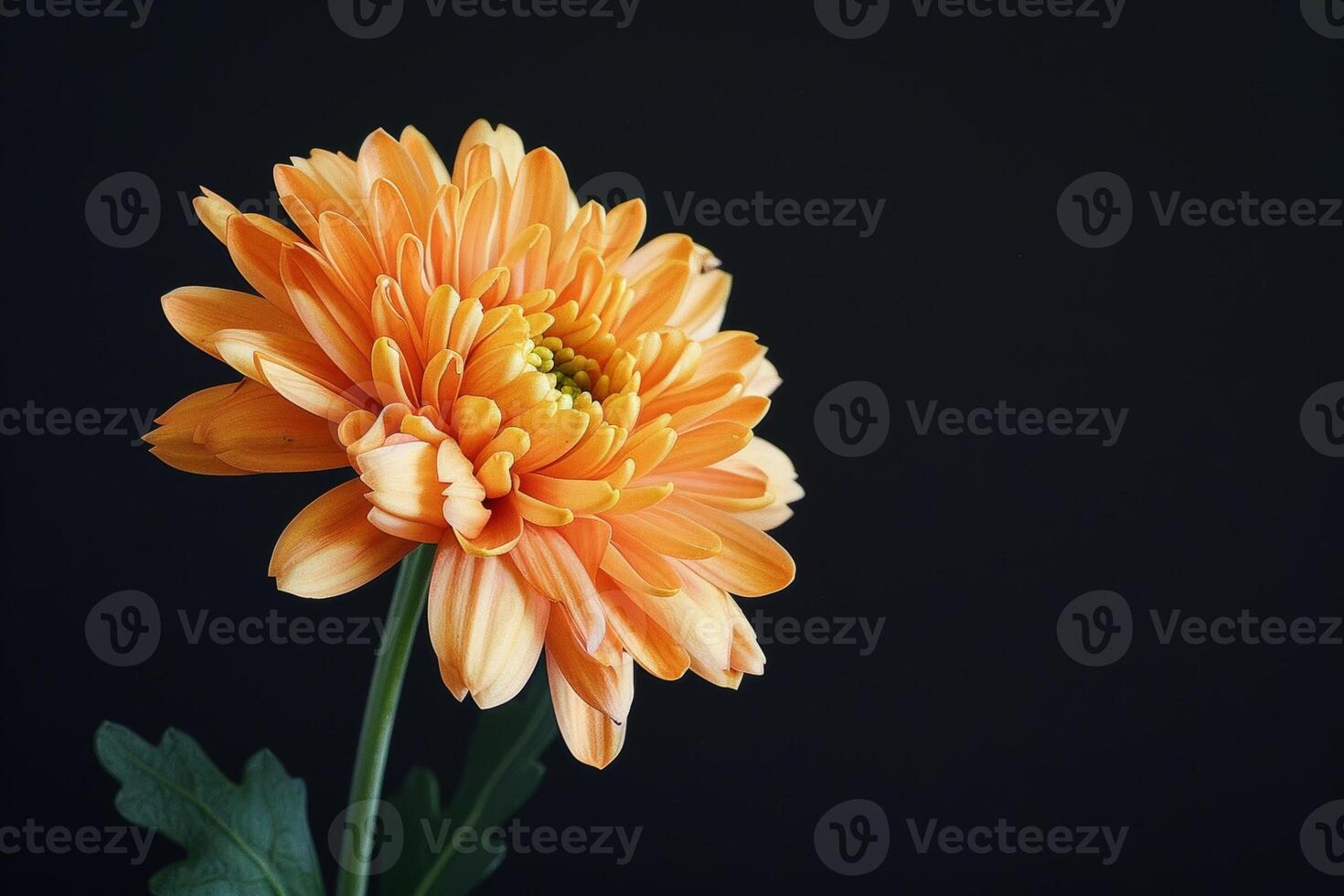 Orange chrysanthemum flower on black background photo