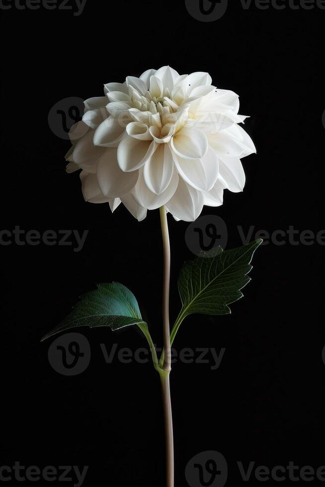 A white dahlia flower is shown against a black background photo