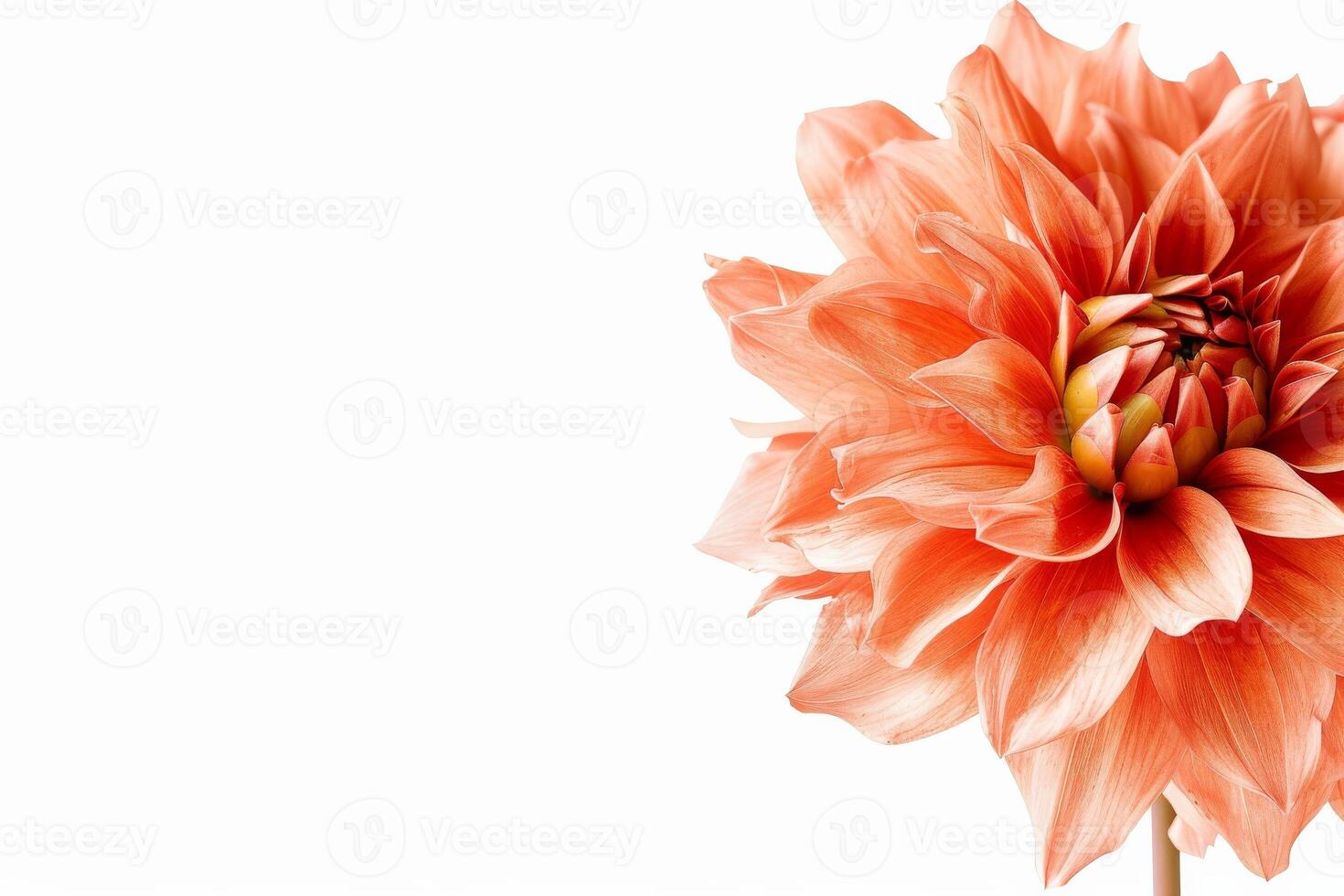 A large orange flower is shown on a white background photo