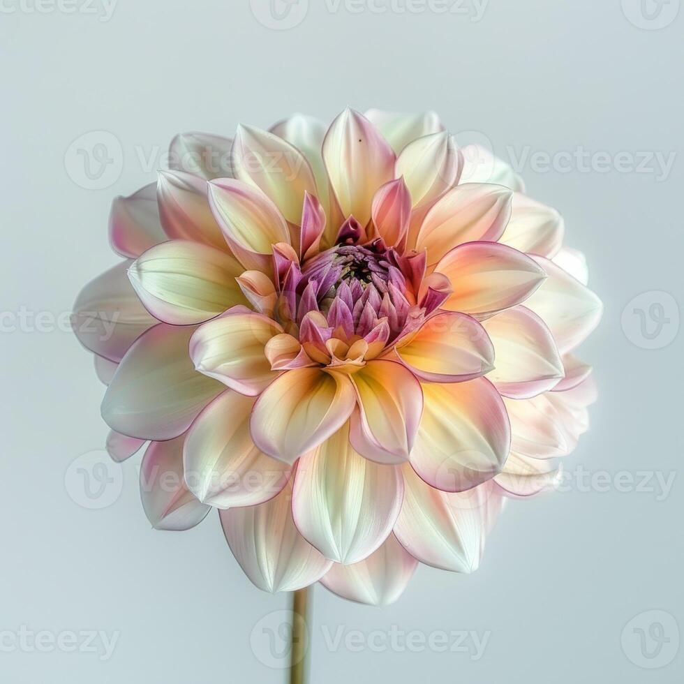 A single pink and white dahlia flower photo