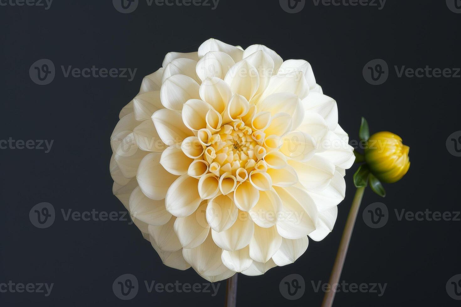 A white dahlia flower is shown against a dark background photo