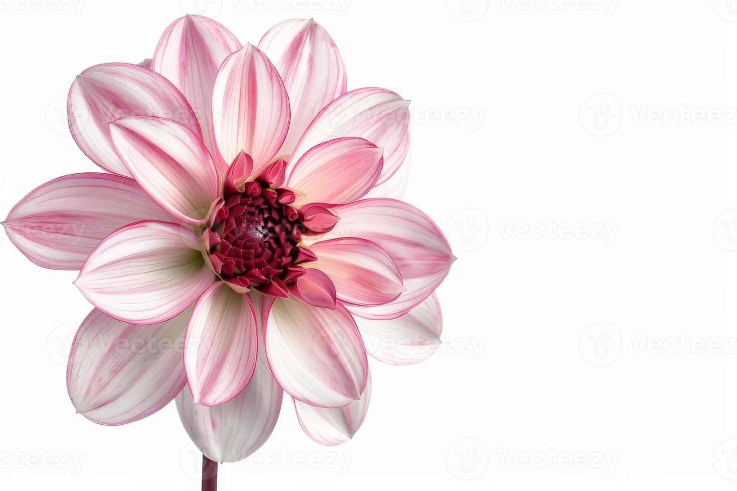 A single pink flower is shown against a white background photo